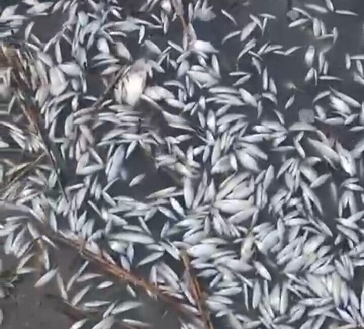 Bursa’da Uluabat Gölü kenarındaki Uluabat Deresi’nde binlerce ölü balık bulundu.