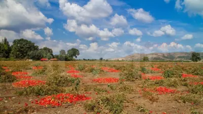 Güllüce Mahallesi’nde ova koruma alanı içinde kalan arazilere açılan dava