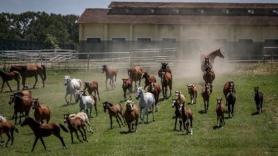 TİGEM, tarım ve hayvancılığın yanı sıra at yetiştiriciliğinde de profesyonel