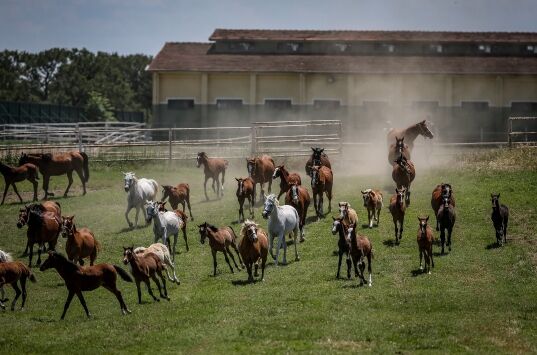 TİGEM, tarım ve hayvancılığın yanı sıra at yetiştiriciliğinde de profesyonel
