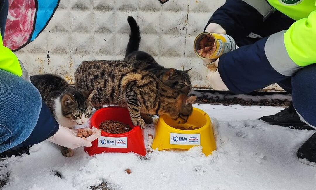 Bursa’da kar yağışı ile birlikte yiyecek bulma sıkıntısı çeken sokak