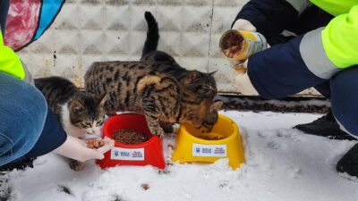 Bursa’da kar yağışı ile birlikte yiyecek bulma sıkıntısı çeken sokak