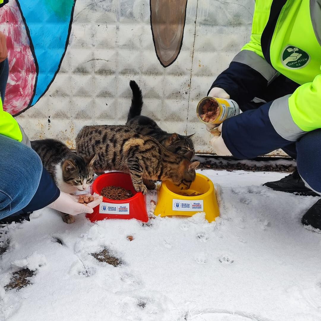 35234 M T Y3 Yjg3 Mz 3