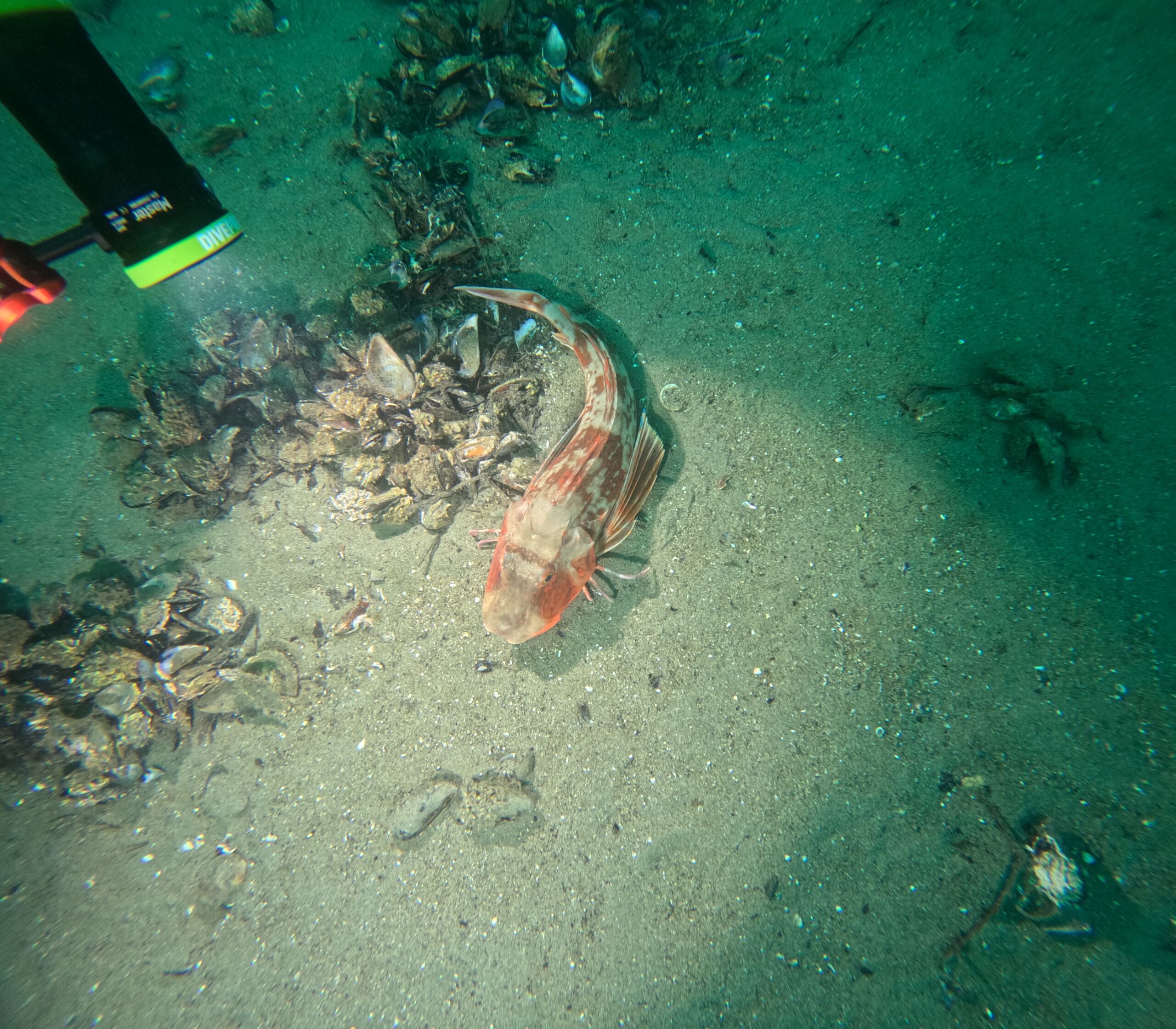 36424 M T Y5 Mm Q1 O T 14