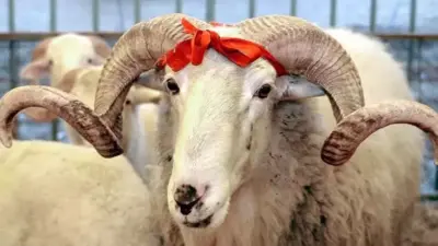 Kurban Bayramı yaklaşırken, Diyanet İşleri Başkanlığı ile Türkiye Diyanet Vakfı,