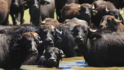 Uluabat Gölü’ne kıyısı bulunan Karaoğlan Mahallesi’nde mandalar suya girerek hem