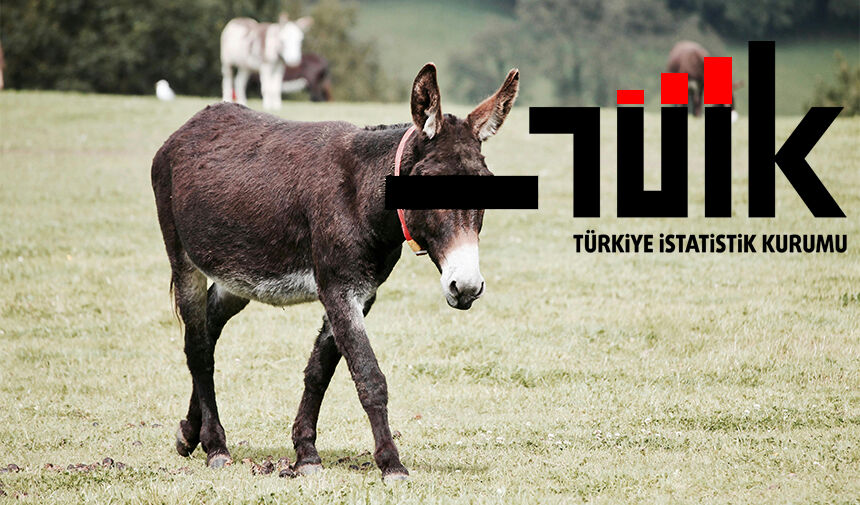 Türkiye İstatistik Kurumu (TÜİK) tarafından paylaşılan son verilere göre, Türkiye’de