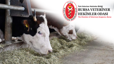 Bursa VHO, son dönemde gündemde olan Şap ve Deli Dana