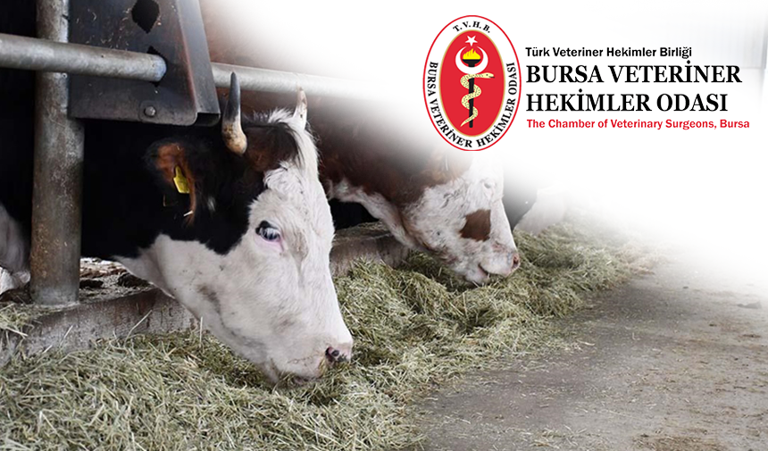 Bursa VHO, son dönemde gündemde olan Şap ve Deli Dana