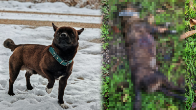 Bursa’nın Mustafakemalpaşa ilçesinde geçtiğimiz perşembe günü kaybolan “Gece” isimli köpekten