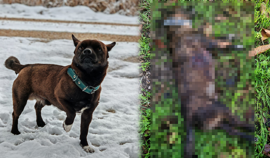 Bursa’nın Mustafakemalpaşa ilçesinde geçtiğimiz perşembe günü kaybolan “Gece” isimli köpekten