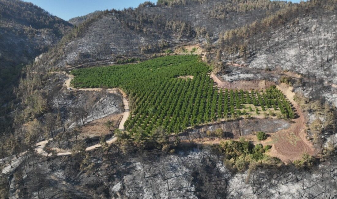 Bursa'nın Gürsu ilçesinde çıkan orman yangınında griye dönen alanda bir