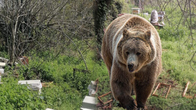 Mustafakemalpaşa’ya bağlı Yeni Kızılelma köyünde ayı saldırısı sonucu arıcılık yapan