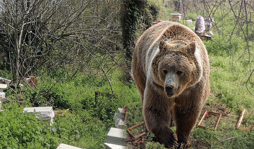 Mustafakemalpaşa’ya bağlı Yeni Kızılelma köyünde ayı saldırısı sonucu arıcılık yapan