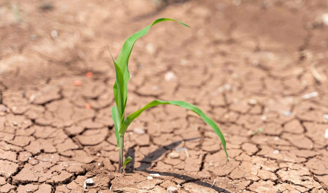 TEMA Vakfı, Dünya Çölleşme ve Kuraklıkla Mücadele Günü'nde toprağın hızla