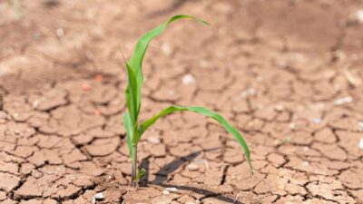 TEMA Vakfı, Dünya Çölleşme ve Kuraklıkla Mücadele Günü'nde toprağın hızla