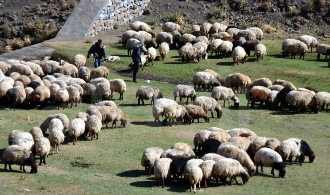 Kırsalda üretimi artırmak ve küçükbaş hayvancılığı güçlendirmek amacıyla hazırlanan “Kırsalda