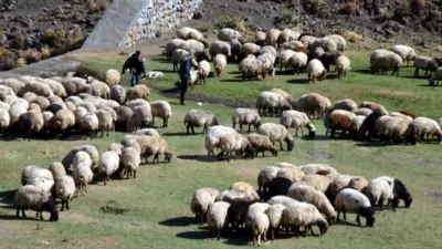 Kırsalda üretimi artırmak ve küçükbaş hayvancılığı güçlendirmek amacıyla hazırlanan “Kırsalda