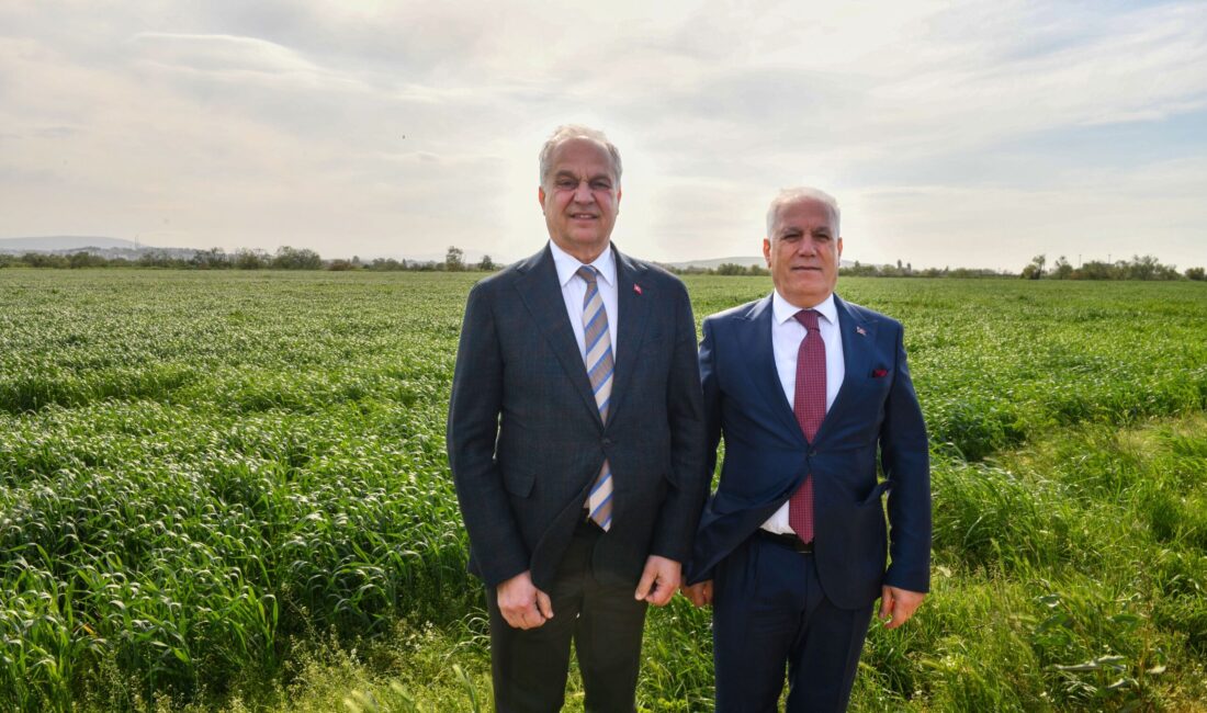 Ocak ayında ekimi yapılan Mustafakemalpaşa’nın örnek tarım projesi buğday tarlasını,