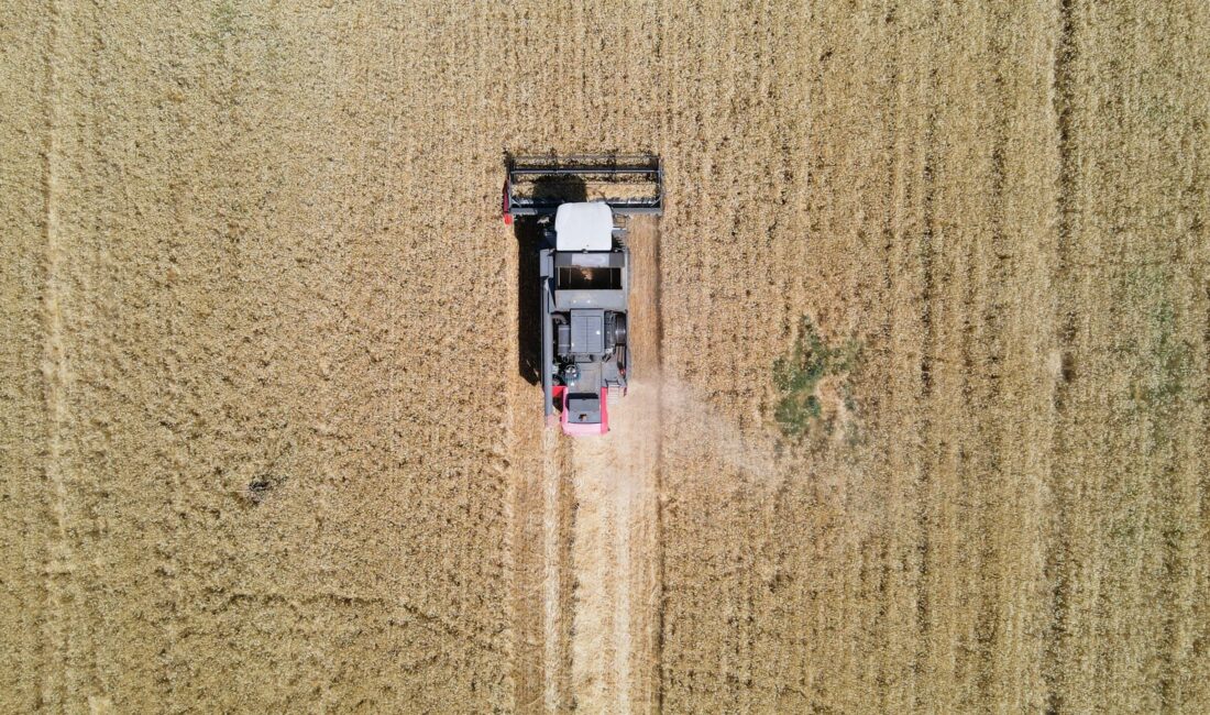 Mustafakemalpaşa Belediyesi öncülüğünde ekilen buğdayda, Tarım A.Ş. ve Çiftçi Malları