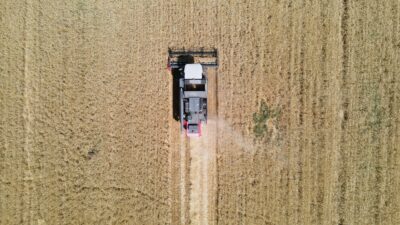Mustafakemalpaşa Belediyesi öncülüğünde ekilen buğdayda, Tarım A.Ş. ve Çiftçi Malları