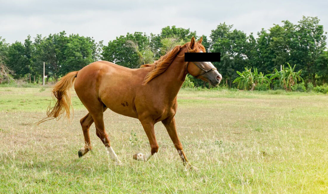 İlçemizde bir çiftlikte yaşanan ilginç olayda, 25 yaşındaki K.O., sevmeye